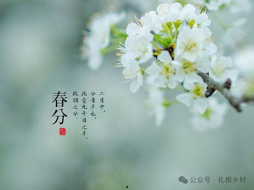 春分有雨在线观看,在线观看春分雨景，感受自然之美  第1张